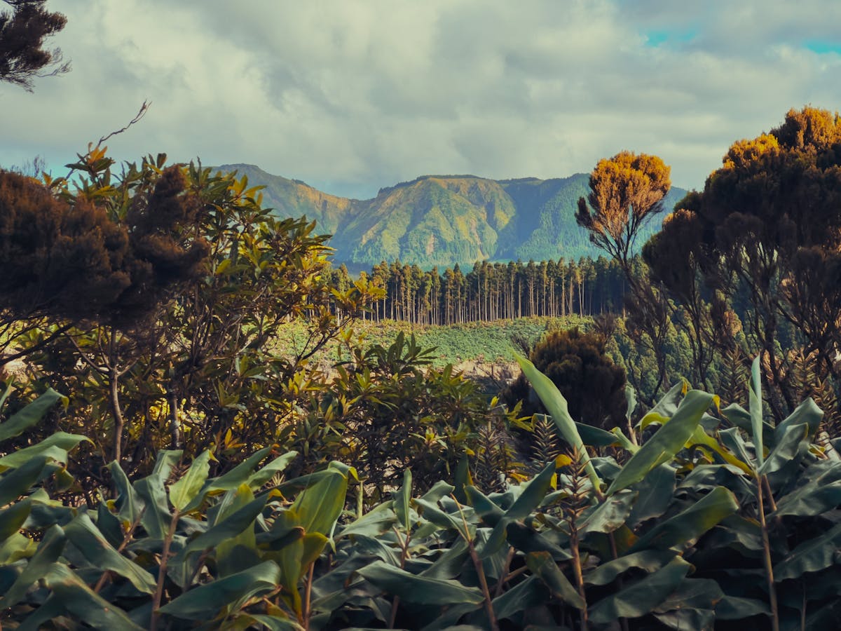 Banana Plantation on Azores Islands - Azores travel guide