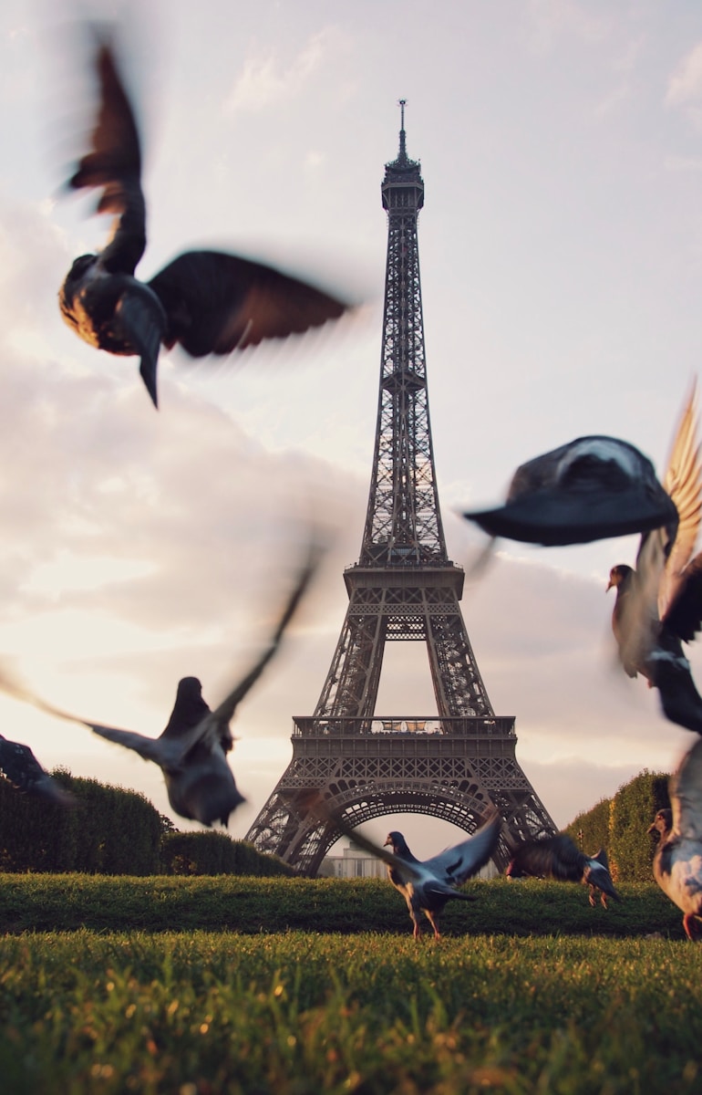 flight of pigeons flying above grass field near Eiffel tower in Paris - Paris budget travel guide