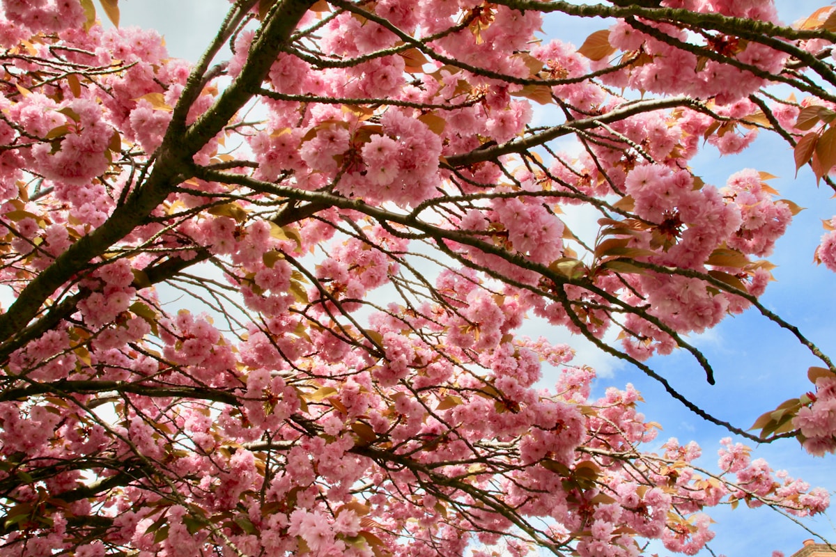 blossom tree - Cultural Events and Festivals in London