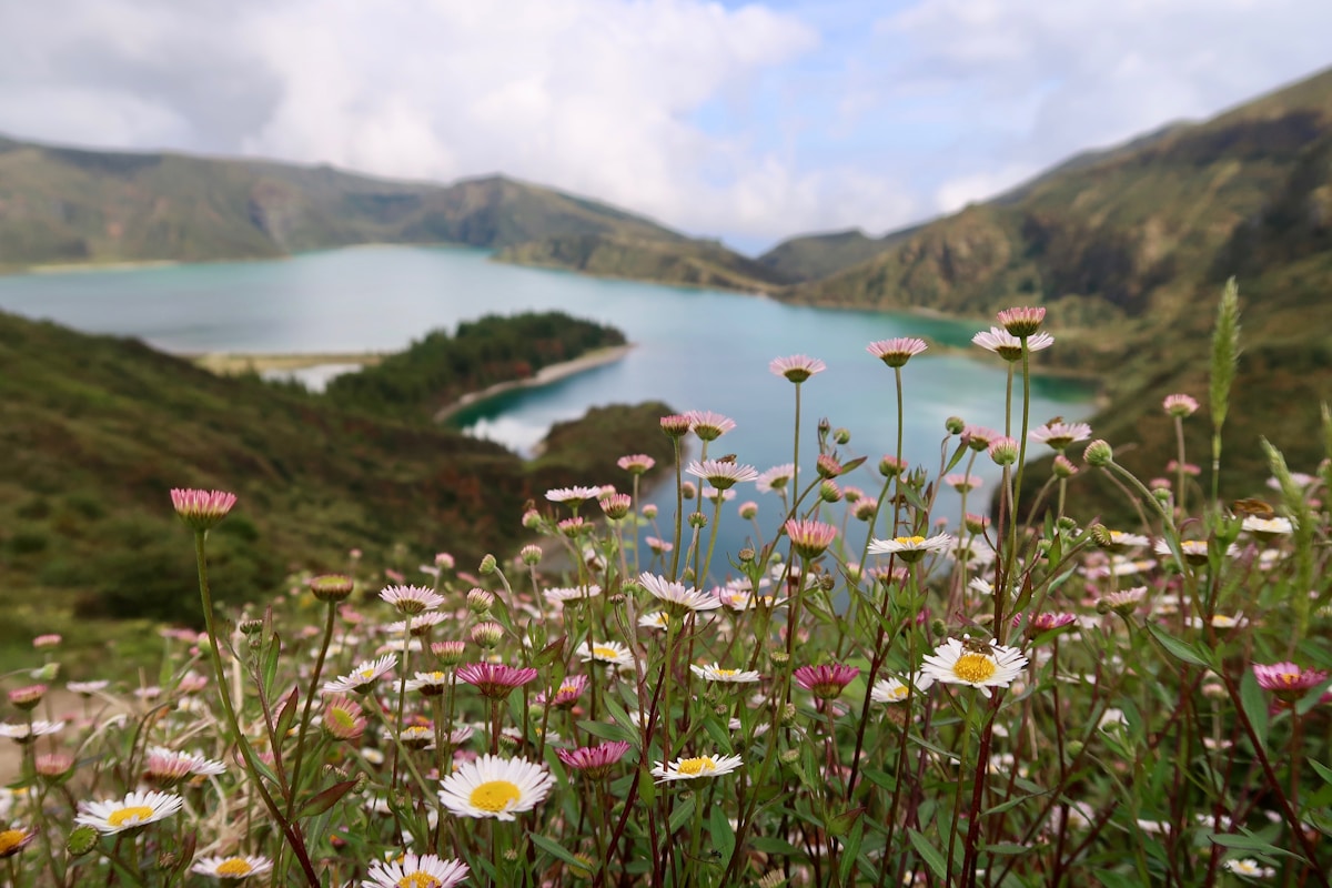 pink flower lot - Azores travel guide