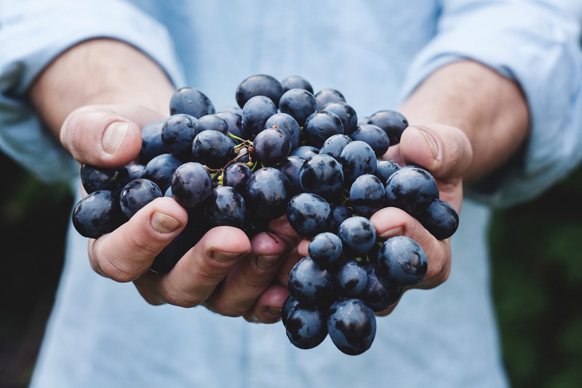 person holding grapes - Wine Harvest