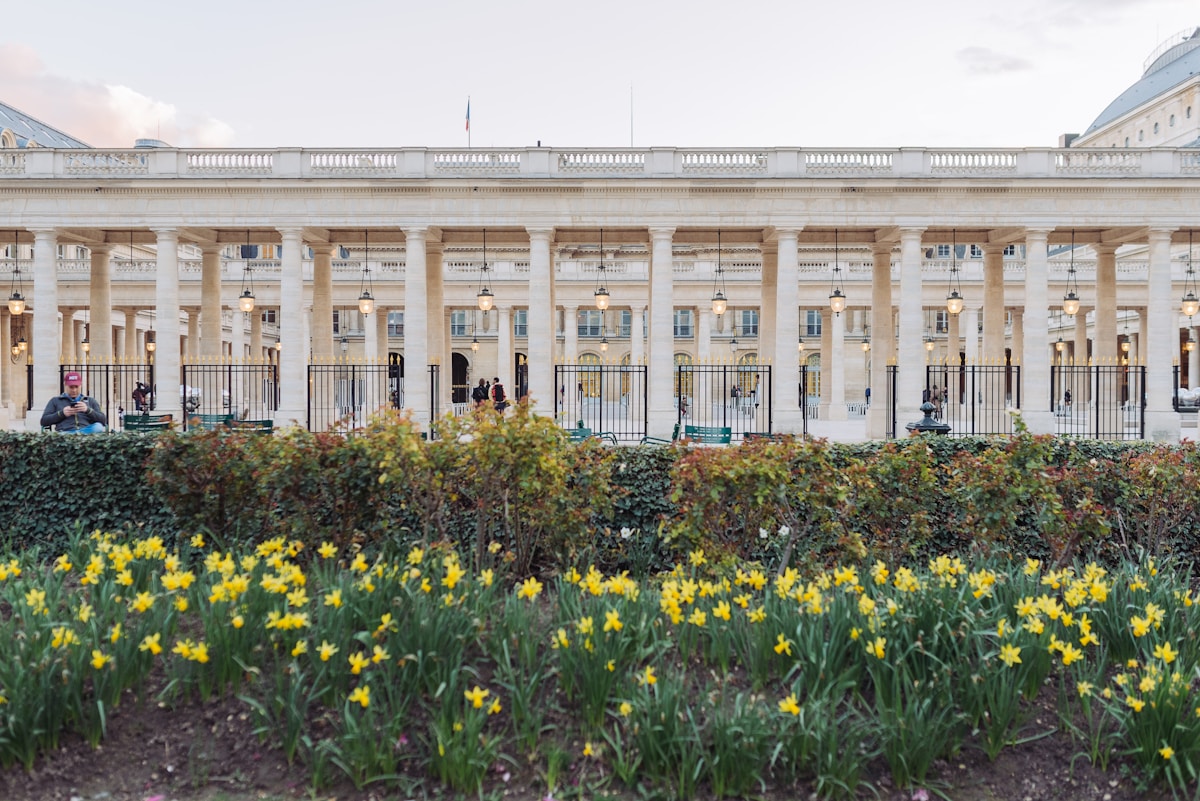 field of yellow flowers beside white concrete structure - Palais-Royal Paris France