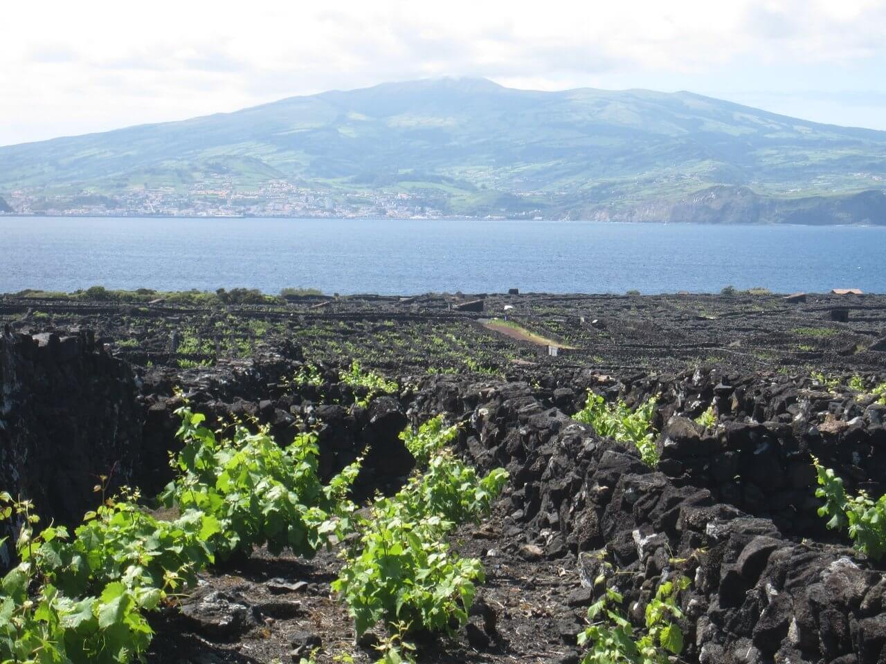 Criação Velha Vineyards Azores Portugal