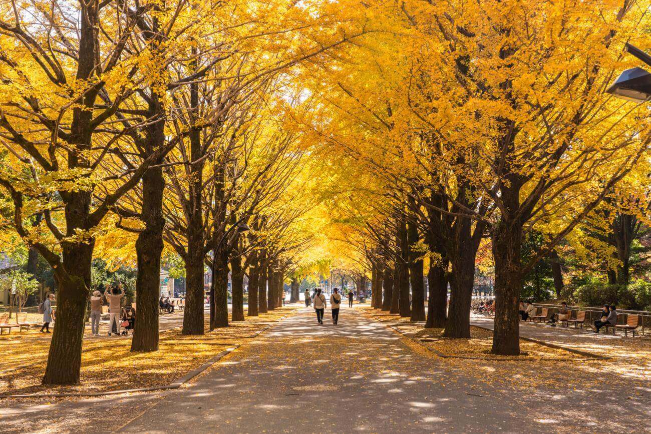 Ginkgo Avenue Icho Namiki Tokyo