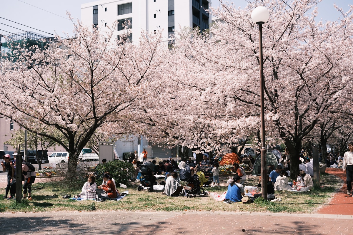 a group of people sitting on the grass under a tree - Hanami Picnic Sakura Tokyo