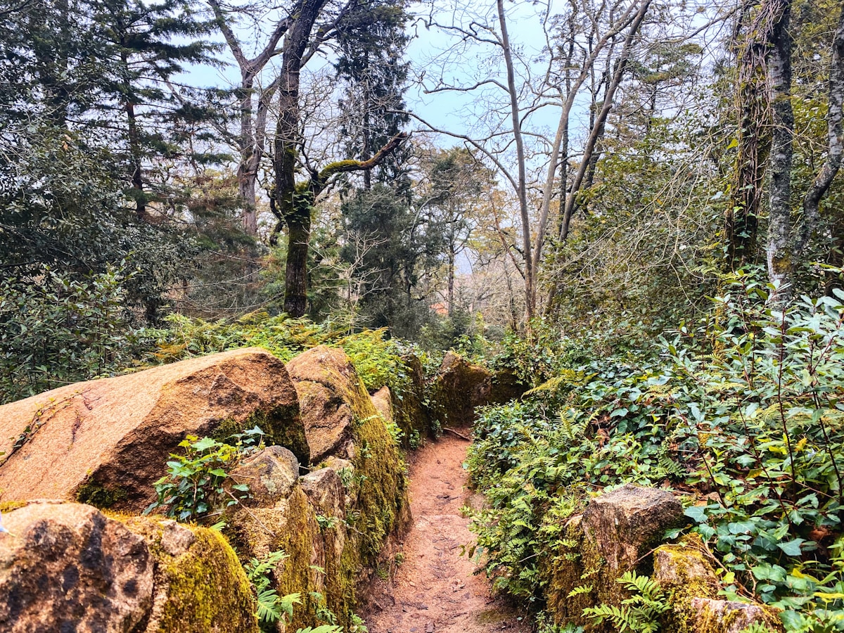 a dirt path through a forest - Quinta da Regaleira, Rua Barbosa du Bocage, Sintra, Portugal