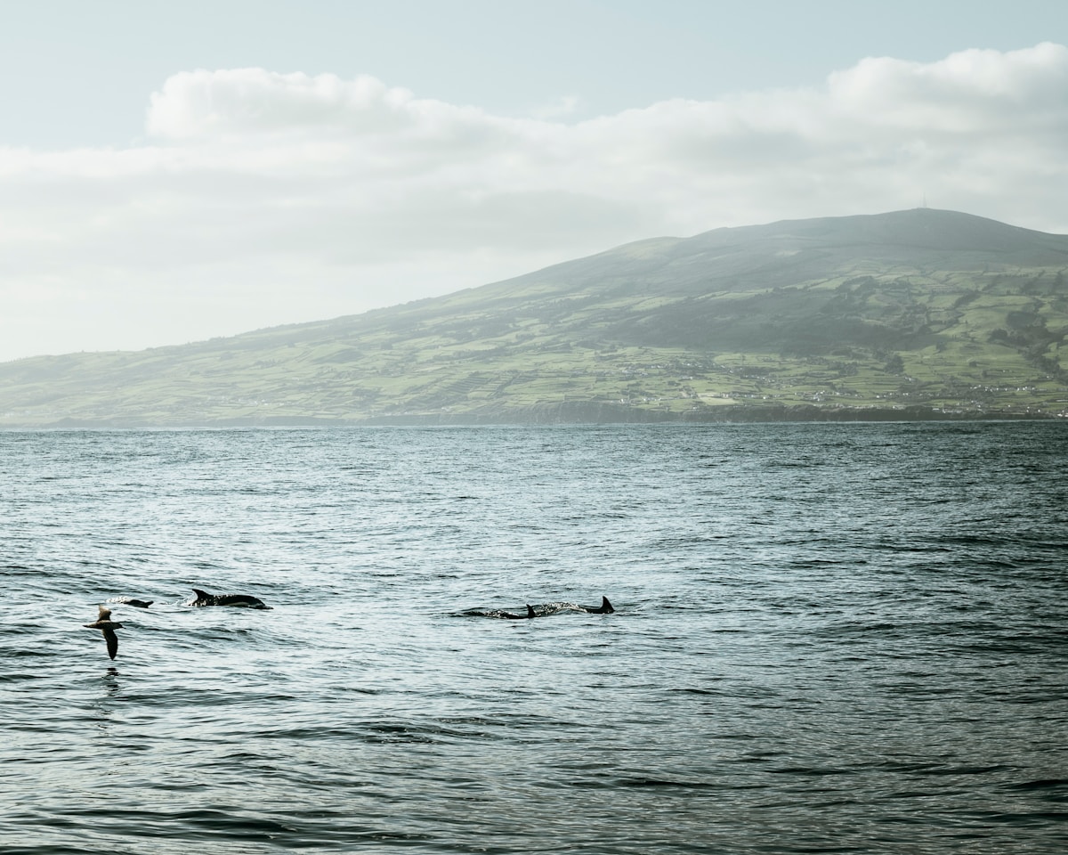 green mountain beside body of water during daytime -Pico Island, Azores, Portugal