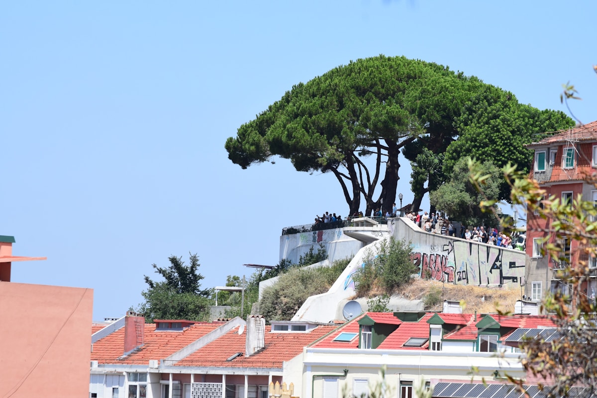 a tree on a roof - Miradouro da Senhora do Monte, Largo Monte, Lisboa, Portugal