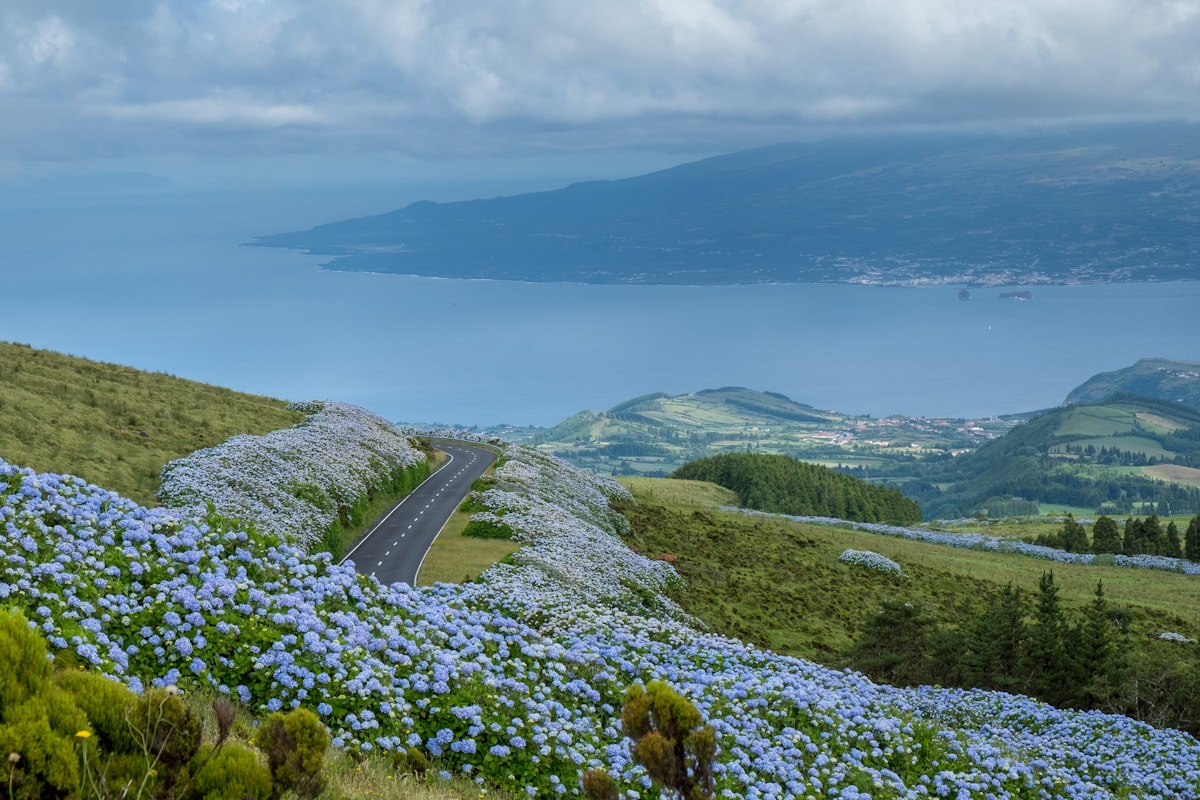 green grass field near body of water during daytime - Faial Island, Azores