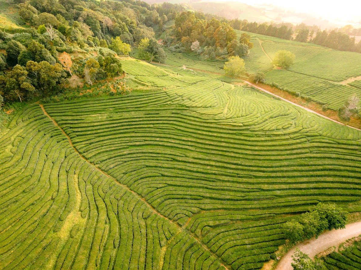 birds eye photography of green grass field - Gorreana Tea Factory, Azores