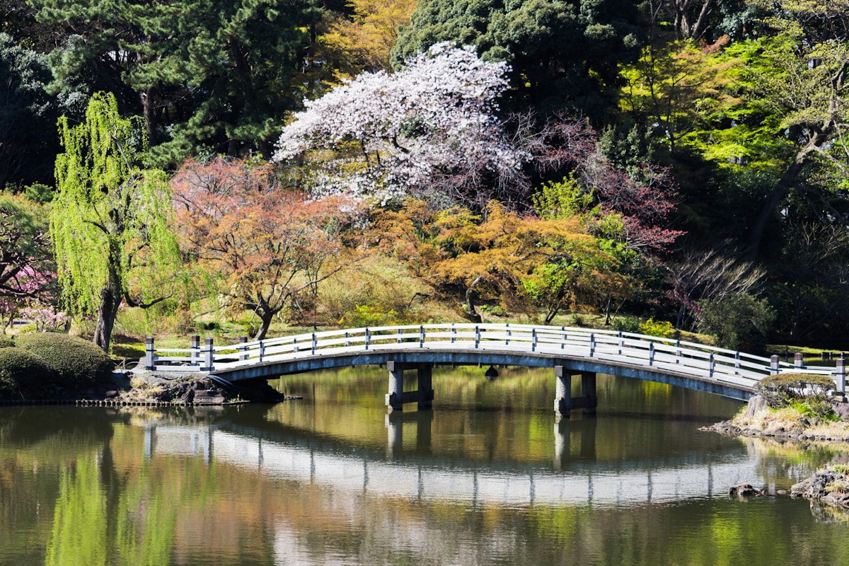 a bridge over a pond in a park - Shinjuku Gyoen National Garden, 11 Naitōmachi, Shinjuku City, Tokyo, Japan