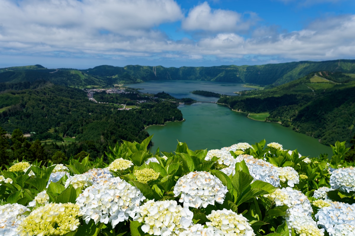 A bunch of flowers that are in the grass - São Miguel, Azores, Portugal