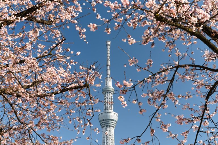 white and gray concrete tower under blue sky during daytime - Tokyo Skytree