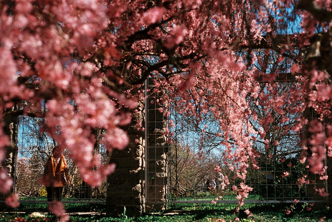 Beautiful cherry blossoms in Munich, Germany with a person enjoying the spring scenery.