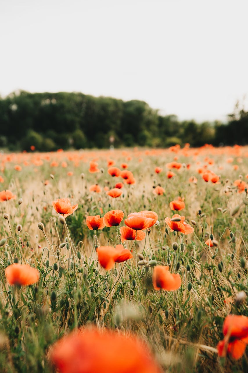 Best Time to Visit Munich, Beautiful field of red poppies in full bloom during summer in Munich, Germany.