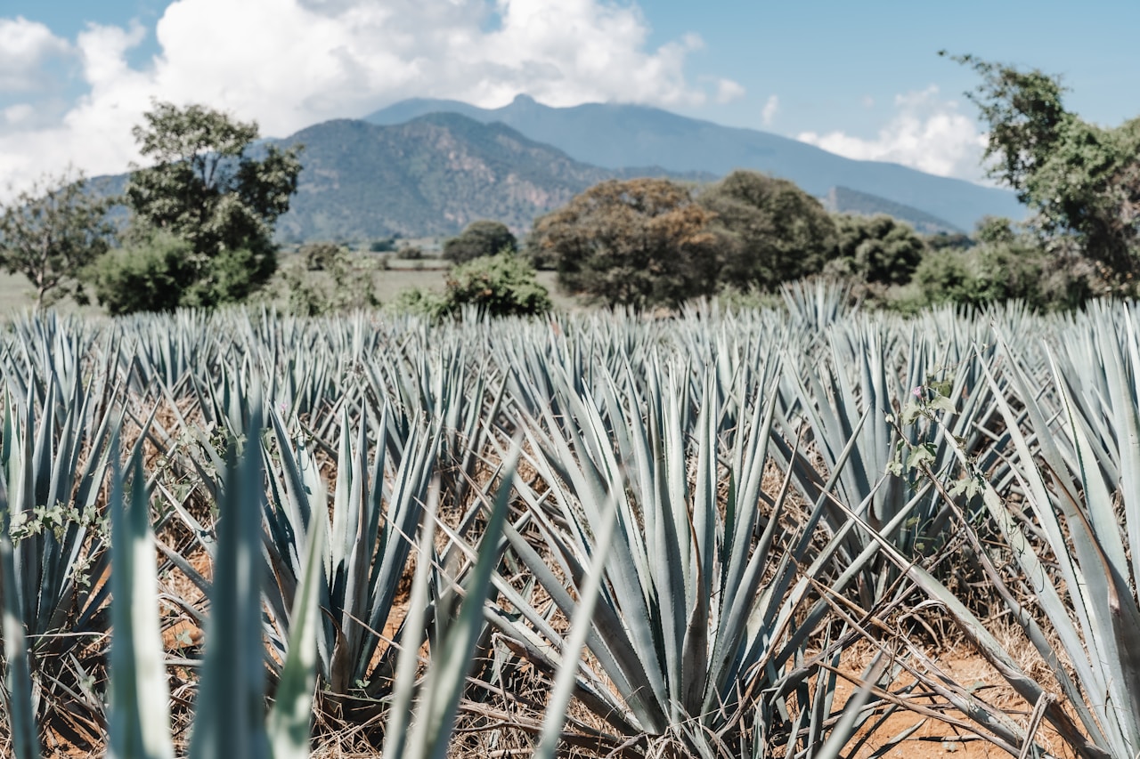 Jalisco - Mexico