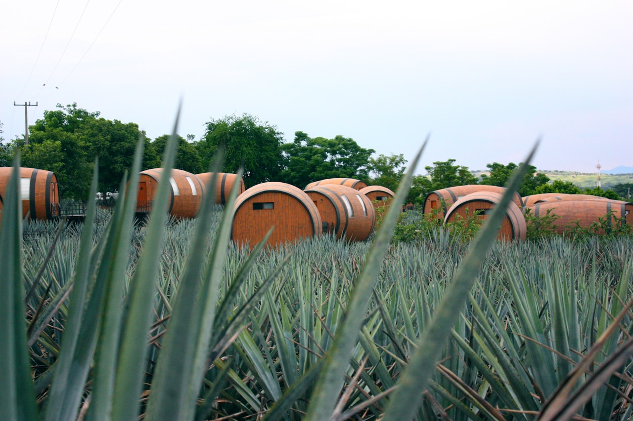 Tequila, Jalisco - Mexico