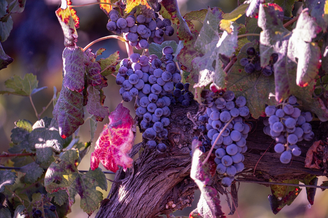 a bunch of grapes hanging from a vine