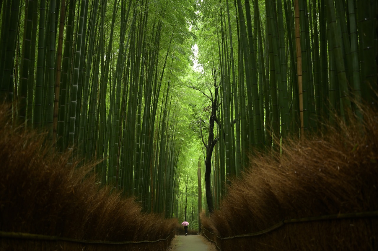 Arashiyama forest, Sagaogurayama Tabuchiyamacho, Ukyo Ward, Kyoto, 616-8394, Japan