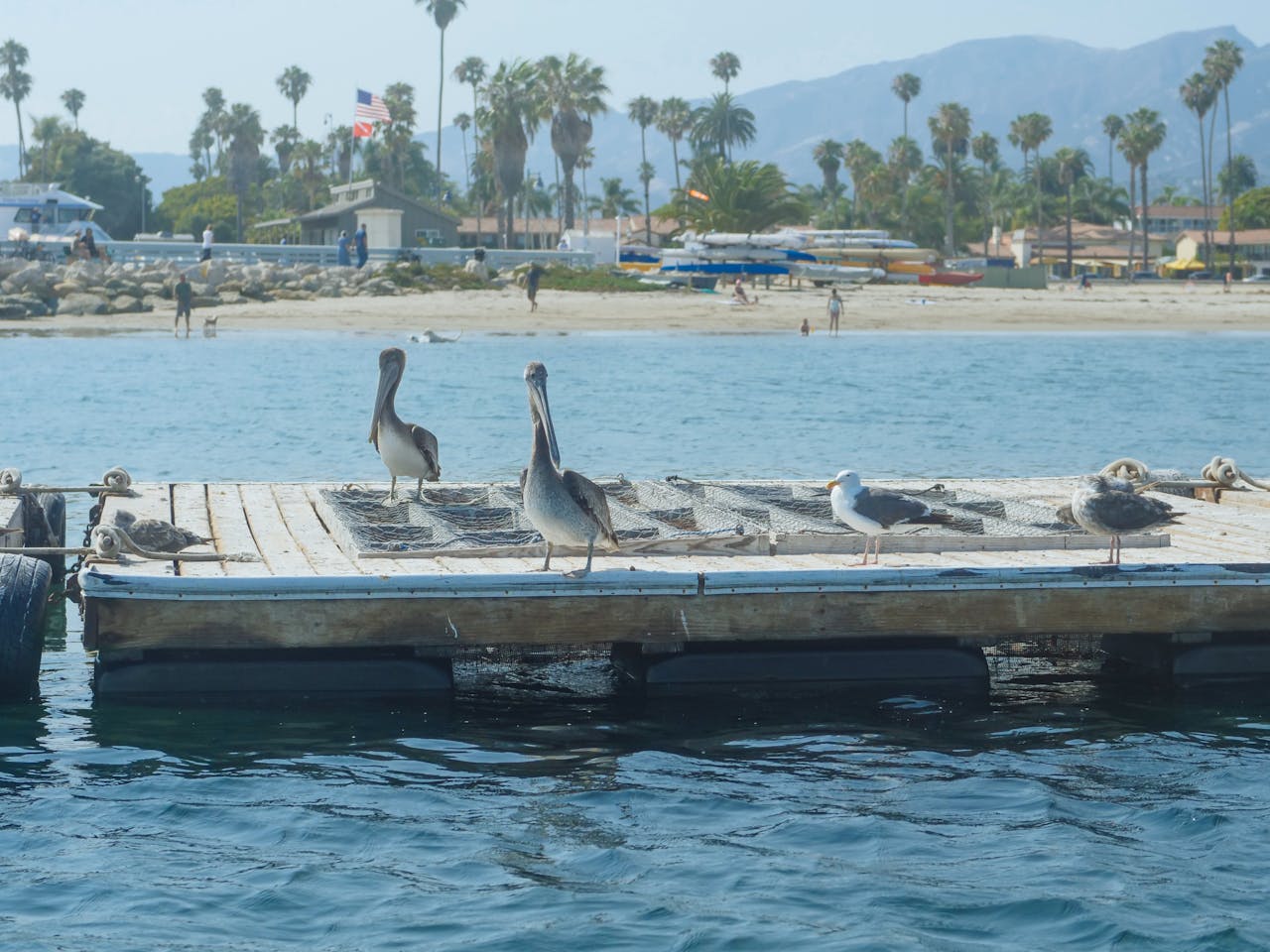 Pelicans and seagulls rest on a dock near Santa Barbara's scenic coastline.