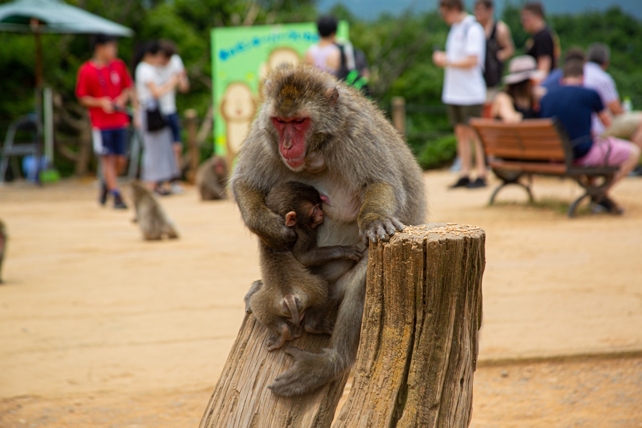 Arashiyama Monkey Park Iwatayama Summit Observatory, Arashiyama Genrokuzancho, Kyoto, Japan